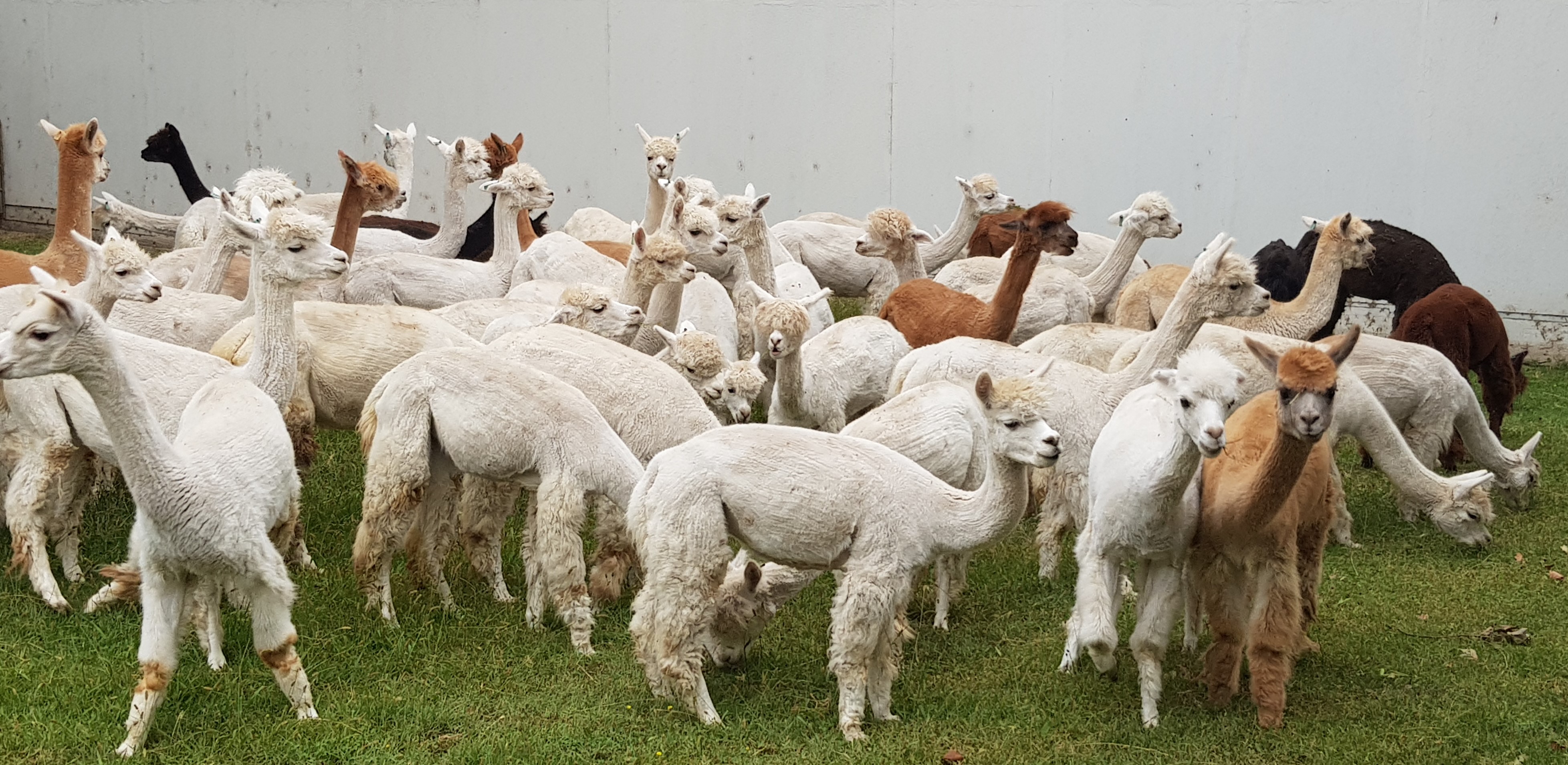 Santiago.PE.1.Alpaca