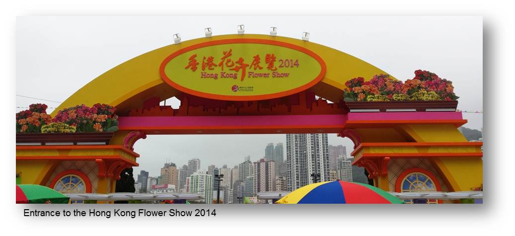 Hong Kong flower1