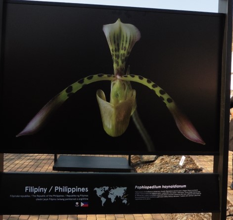 Prague Orchid 2
