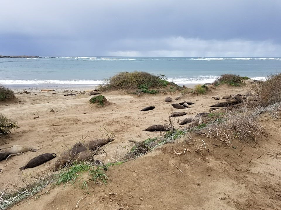 San Francisco Elephant Seal 1