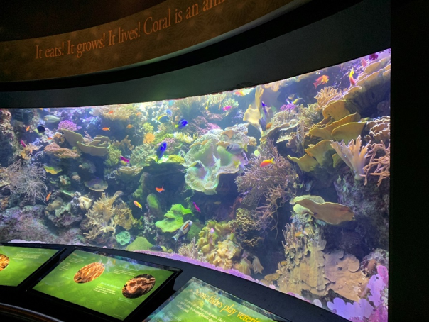 Wild Reef Exhibit 5