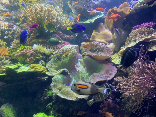 Wild Reef Exhibit 6