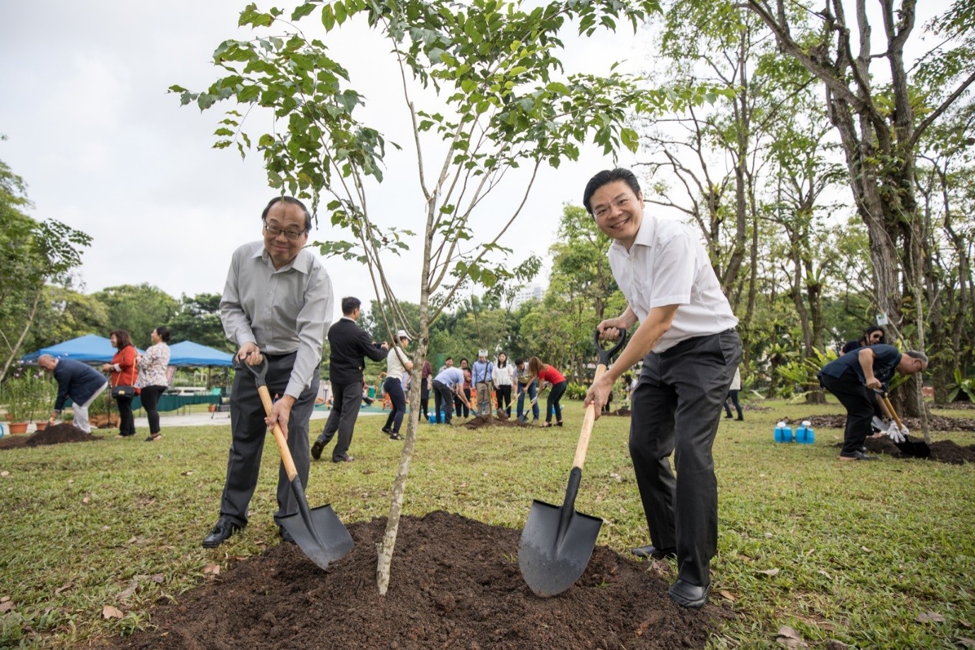 Singapore.Sapling.1.Yap.jpg